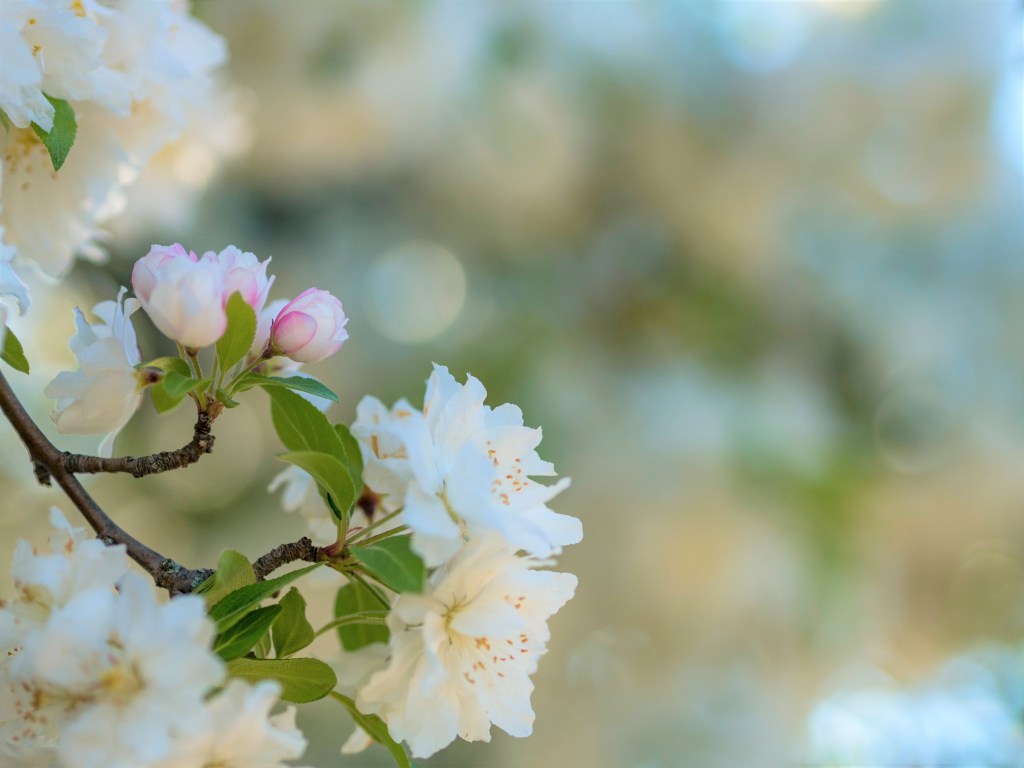 Kun äidinkielen yo-kokeessa yksikään aihe ei inspiroi – ja muita ajatuksia&nbsp;abikeväältä